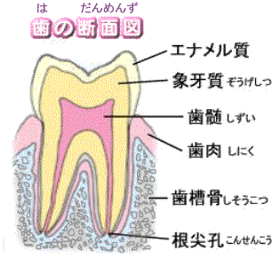 根分岐部病変とは～エナメル滴(エナメル真珠)について～